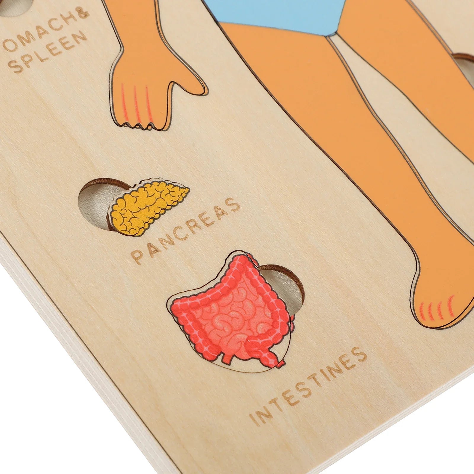 Arden Lane Human Body Jigsaw Puzzle