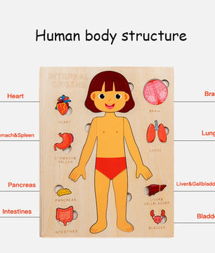 Arden Lane Human Body Jigsaw Puzzle