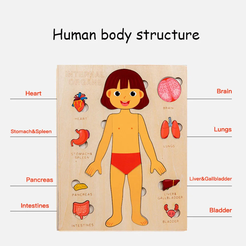 Arden Lane Human Body Jigsaw Puzzle