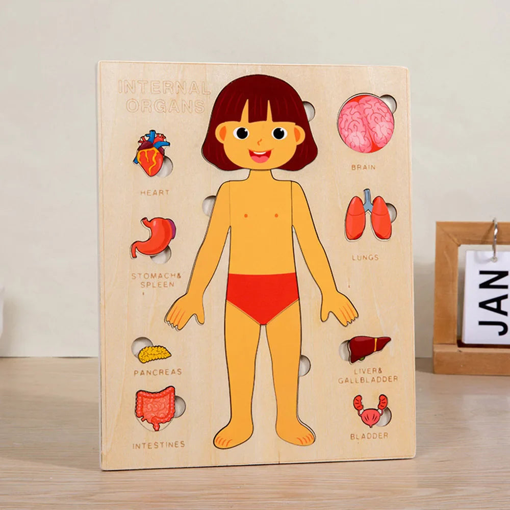 Arden Lane Human Body Jigsaw Puzzle