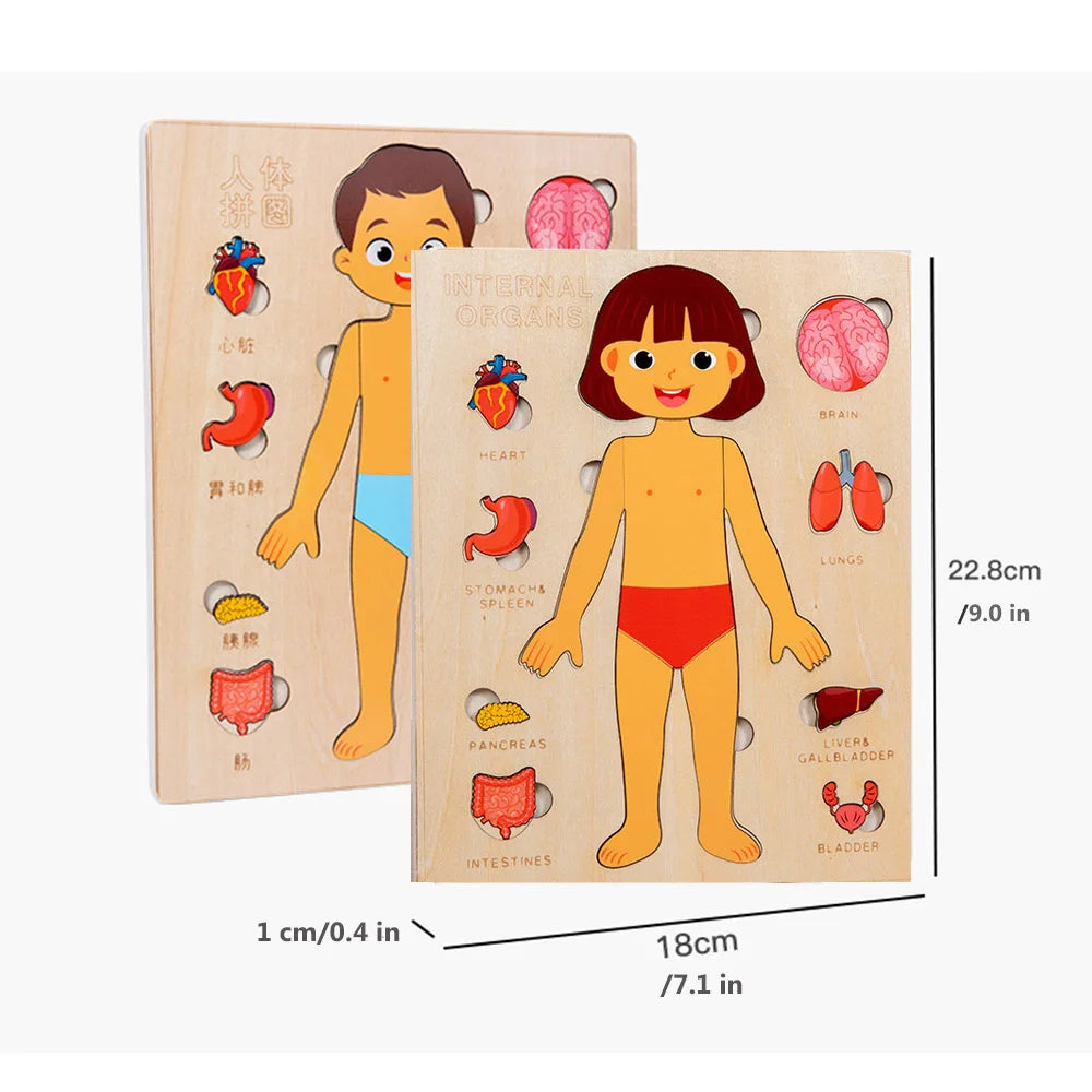 Arden Lane Human Body Jigsaw Puzzle